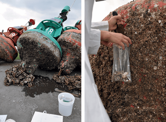 Pesquisadores investigaram como estruturas presentes no estuário de Paranaguá podem facilitar a dispersão de espécies exóticas no ambiente marinho.