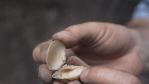 Meu Paraná: o que as conchas revelam sobre o litoral