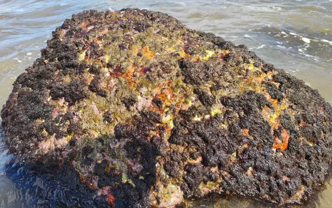 Como eventos extremos podem mudar ecossistemas marinhos: o que uma pesquisa do litoral do Paraná desvendou