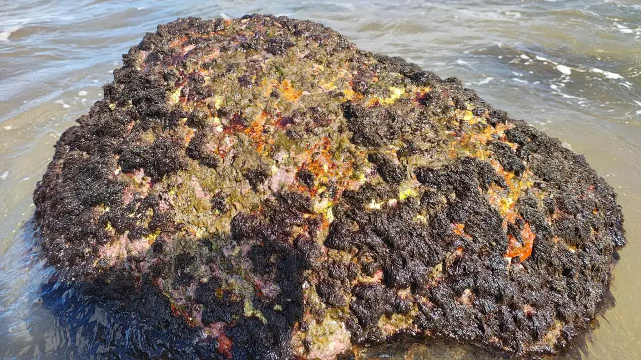 Como eventos extremos podem mudar ecossistemas marinhos: o que uma pesquisa do litoral do Paraná desvendou