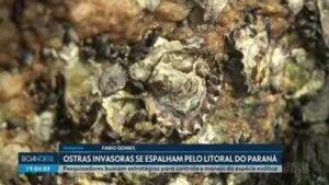 Ostras invasoras se espalham pelo litoral do Paraná